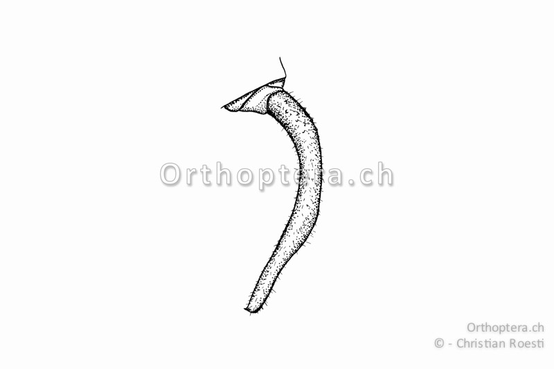Rechter Cercus von Barbitistes obtusus ♂. Er ist s-förmig geschwungen und der kleine Endzahn sitzt auf der verrundeten Spitze.