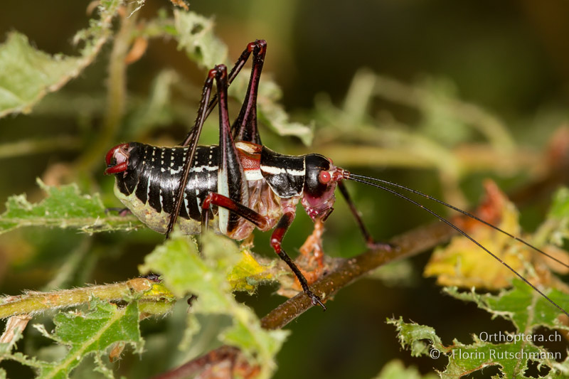 Barbitistes ocskayi ♂ - HR, Istrien, Brovinje, 12.06.2014