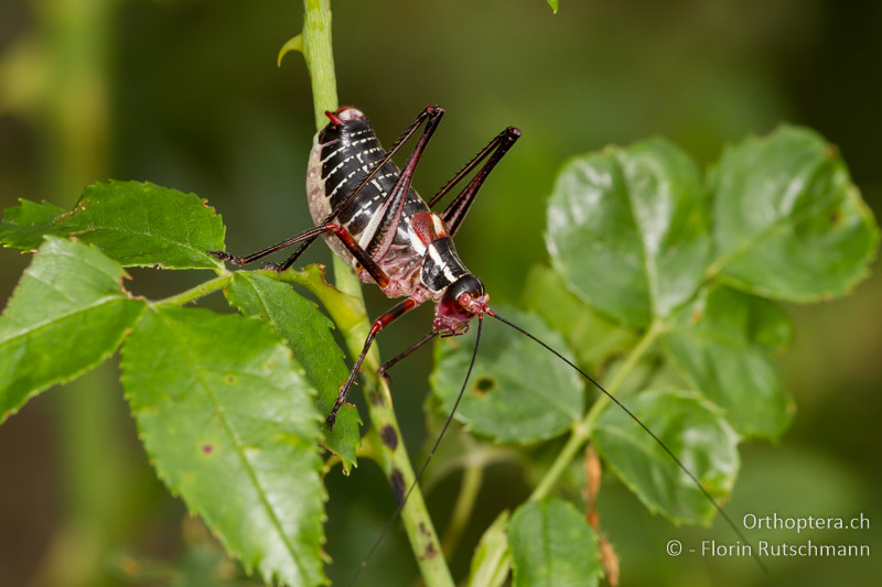 Barbitistes ocskayi ♂ - HR, Istrien, Svetvincenat, 15.06.2014