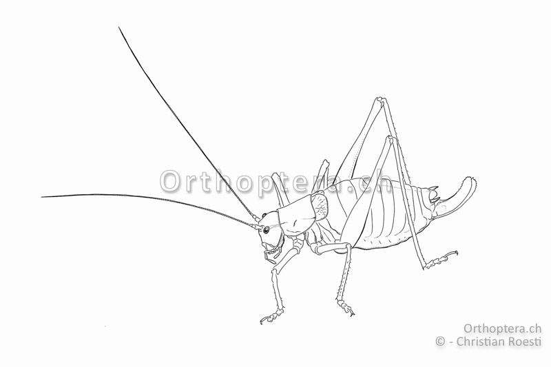 Habitus von Isophya brevicauda ♀.