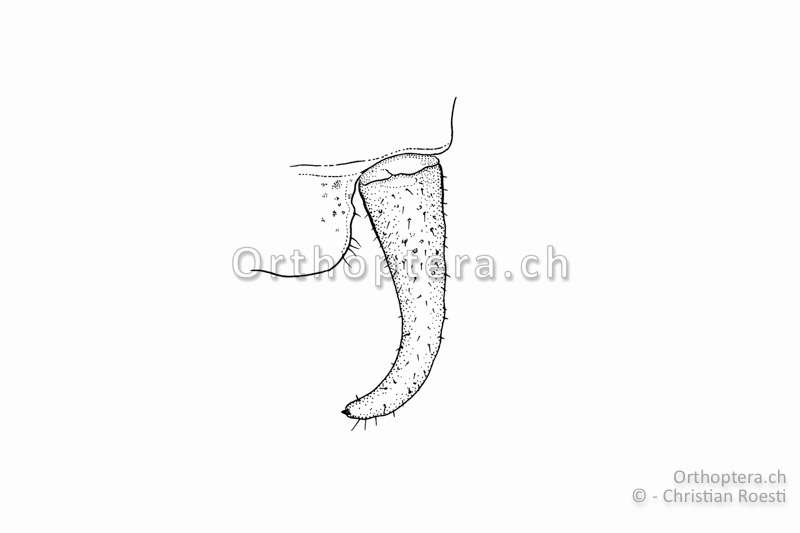 Rechter Cercus von Isophya costata ♂. Der Cercus ist ziemlich robust und am Ende stark nach innen gebogen. Ein kleiner, schwarzer Endzahn sitzt der Spitze auf.