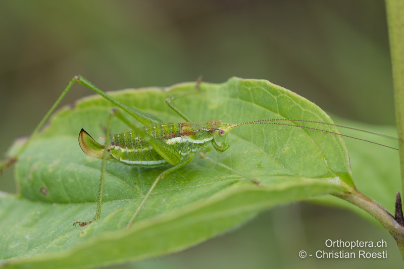 Leptophyes albovittata ♀ - AT, Niederösterreich, Pfaffstätten, 09.07.2016