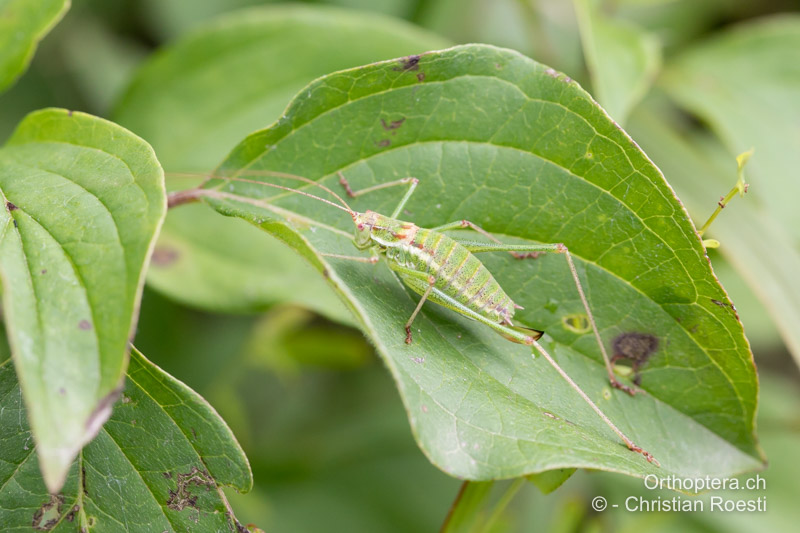 Leptophyes albovittata ♀ - AT, Niederösterreich, Ebergassing, 08.07.2018