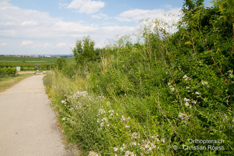 Saum entlang eines Weges - AT, Niederösterreich, Ebergassing, 09.07.2016