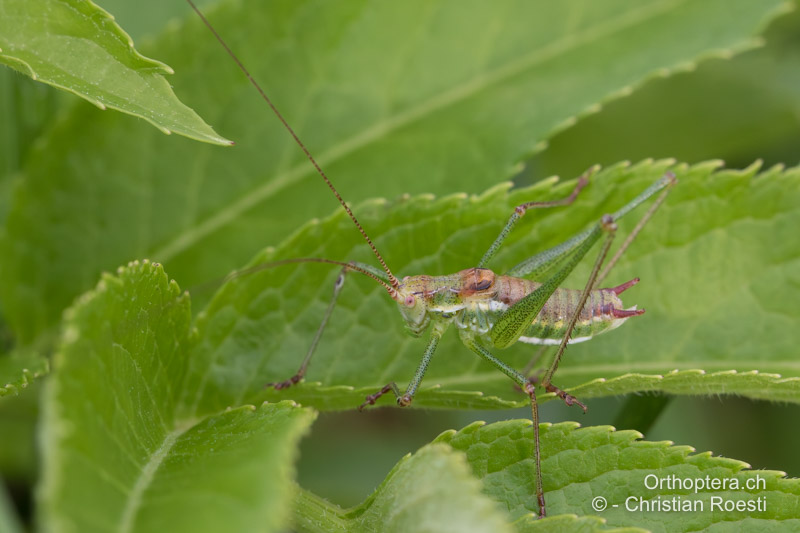 Leptophyes albovittata ♂ - AT, Burgenland, Rohrbach bei Mattersburg, 05.07.2016