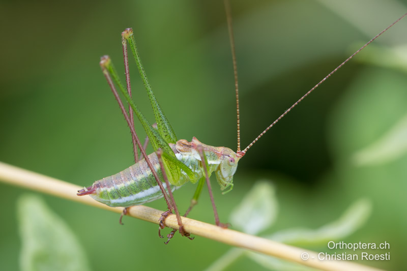 Leptophyes albovittata ♂ - AT, Niederösterreich, Pfaffstätten, 09.07.2016