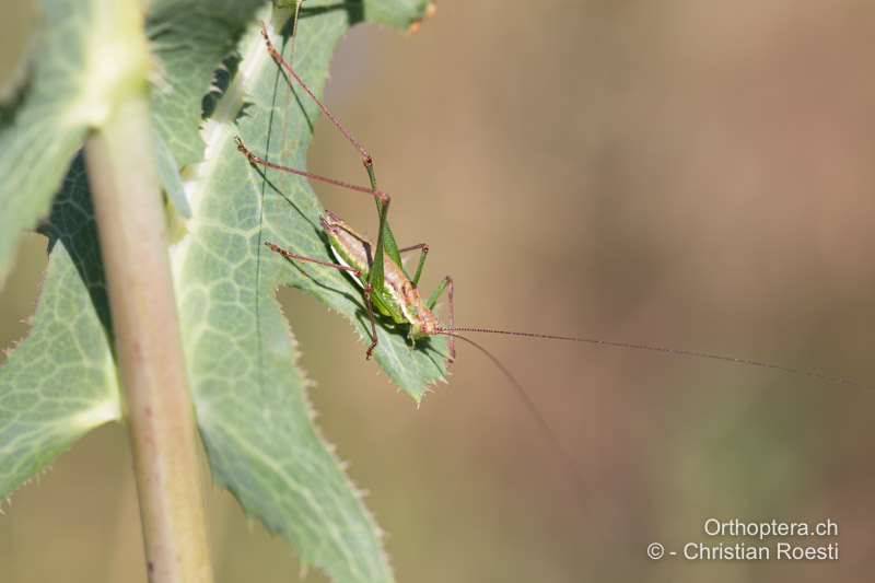 Typische Ruhestellung von Leptophyes albovittata ♂ - BG, Sofia, Sarantsi, 11.07.2019