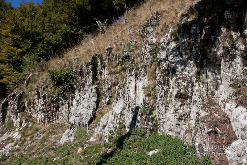 Exponierte Felsen mit Krautvegetation - CH, TI, Mt. Generoso, 15.09.2013