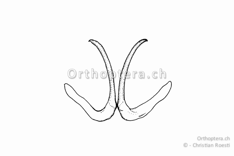 Dorsale Titillatoren von Gampsocleis glabra ♂.
