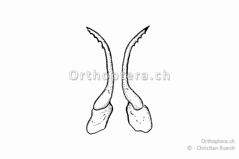 Ventrale Titillatoren von Gampsocleis glabra ♂.