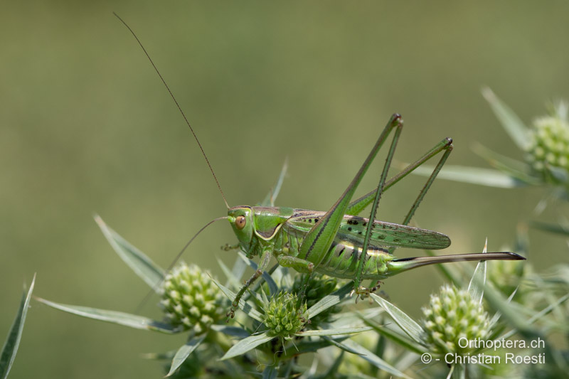 Gampsocleis glabra ♀ - RO, Donaudelta, Letea, 13.07.2021