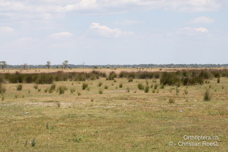 Spärlich bewachsene und (zu) stark beweidete Sanddünen - RO, Donaudelta, Letea, 14.07.2022