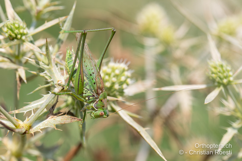 Gampsocleis glabra ♂ - HU, Bugacpusztaháza, 30.07.2020