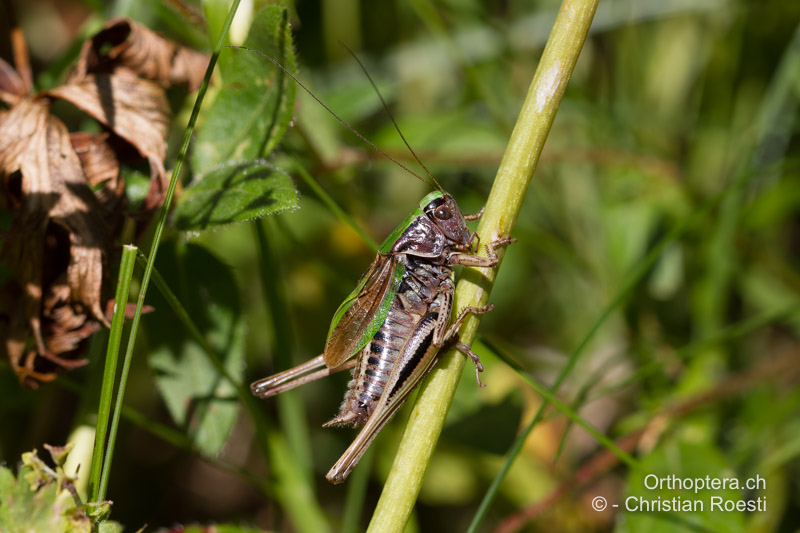 Metrioptera brachyptera ♂ - CH, BE, Stechelberg, 15.08.2013