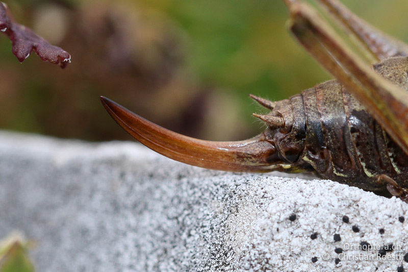 Legeröhre von Metrioptera prenjica ♀ - SLO, Gorenjska, Mt. Vogel, 19.09.2016