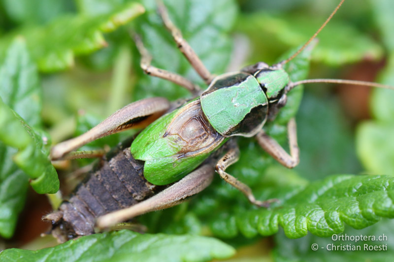 Vorderflügel von Metrioptera prenjica ♂ - SLO, Gorenjska, Mt. Vogel, 19.09.2016
