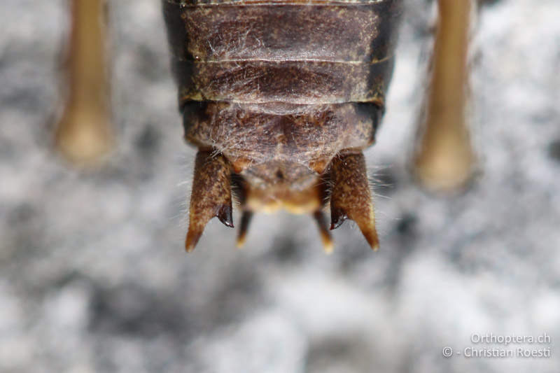 Hinterleibsende mit den Cerci und dem 10. Tergum von Metrioptera prenjica ♂ - SLO, Gorenjska, Mt. Vogel, 19.09.2016