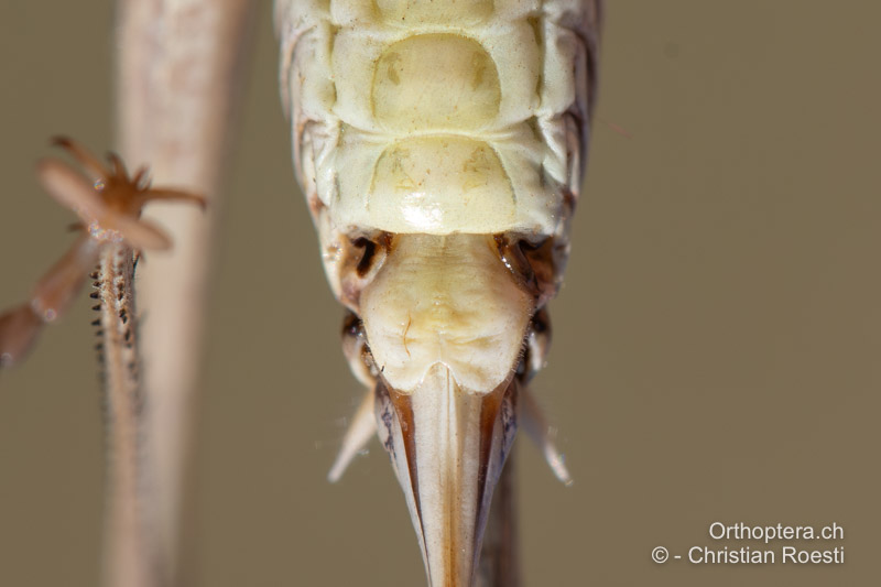 Hinterleibsende von Montana stricta ♀ von unten - BIH, Lipa, 29.07.2022