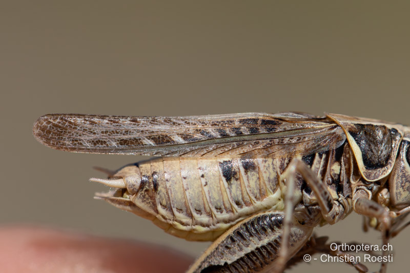 Vorderflügel von Montana stricta ♂ - BIH, Lipa, 29.07.2022