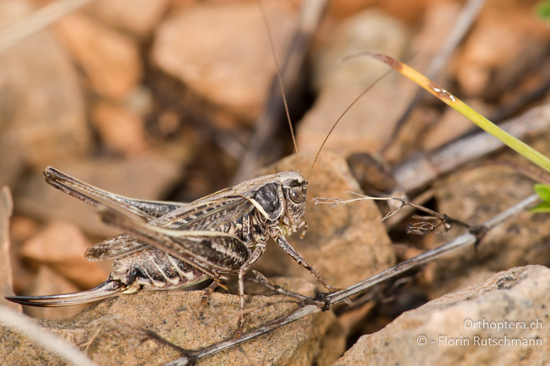 Montana stricta ♀ - IT, Marken, Fabriano, 25.09.2014