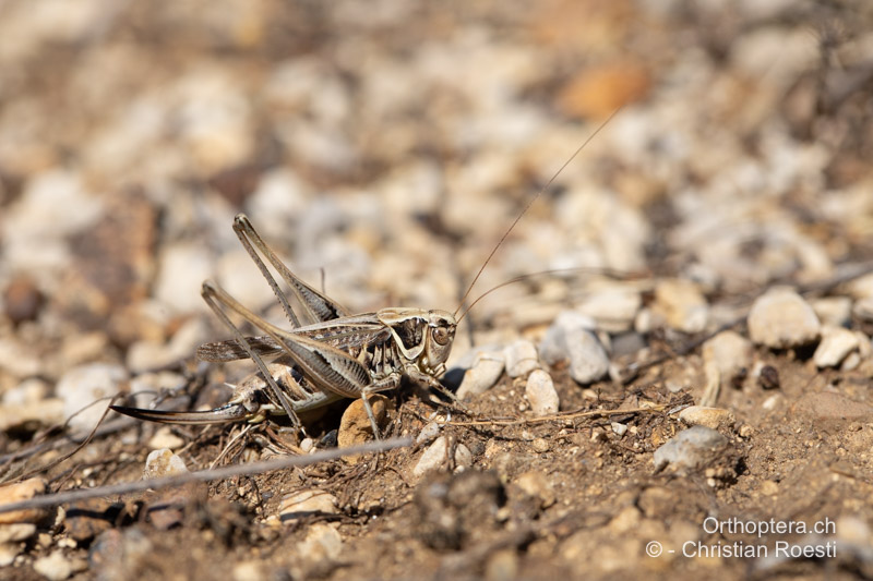 Montana stricta ♀ - BIH, Lipa, 29.07.2022