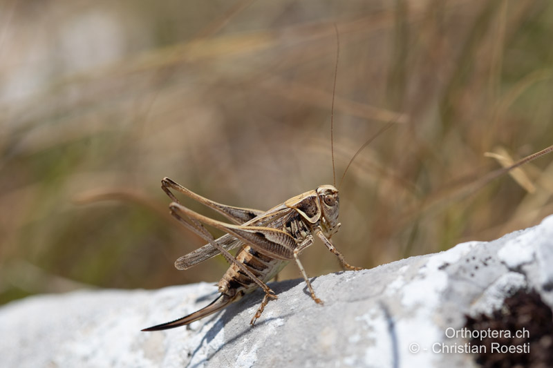 Montana stricta ♀ - BIH, Vaganj, 29.07.2022