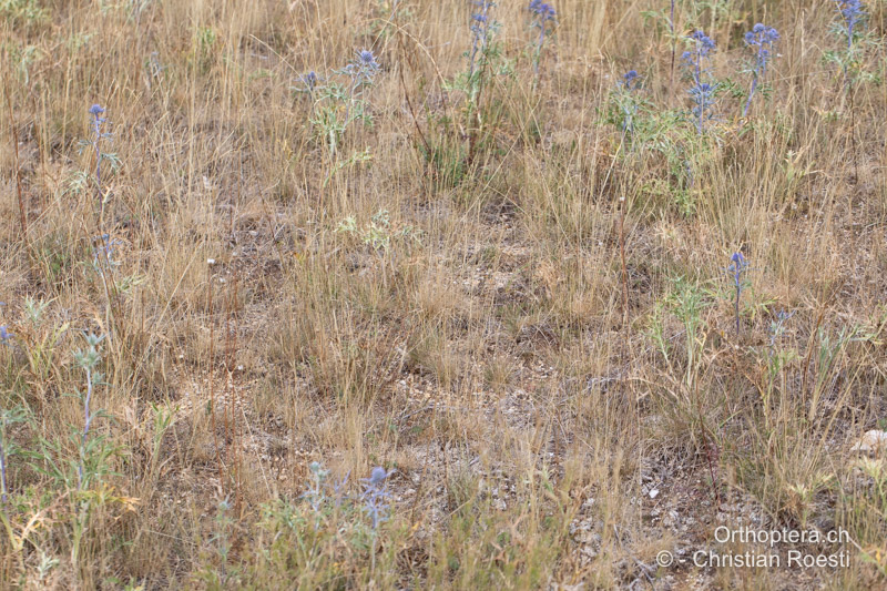 Trockene Steppe mit viel Mannstreu - BIH, Lipa, 28.07.2022