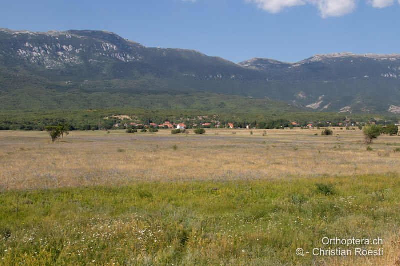 Trockene Steppe mit viel Mannstreu - BIH, Lipa, 28.07.2022