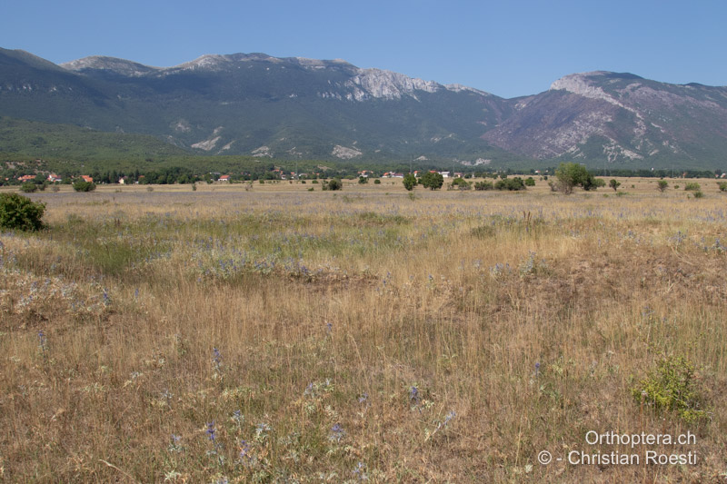 Trockene Steppe mit viel Mannstreu - BIH, Lipa, 28.07.2022