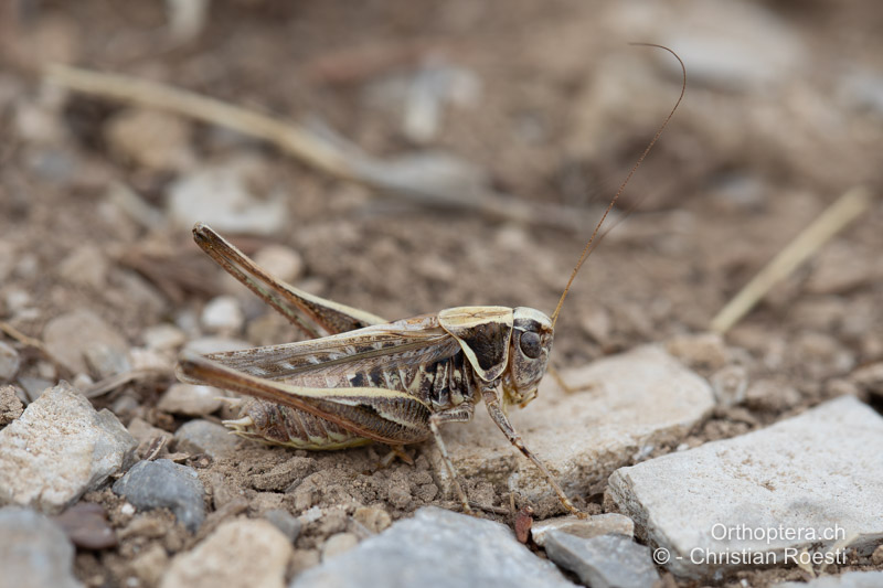 Montana stricta ♂ - HR, Otrić, 02.08.2022
