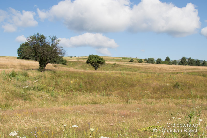 Artenreiche Bergwiese - BG, Oblast Sofia, Kopriwschtiza, 10.07.2018