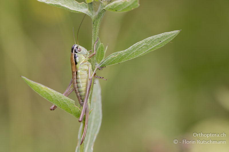 Pholidoptera frivaldszkyi ♀ - BG, Kjustendil, Rila, 05.07.2018