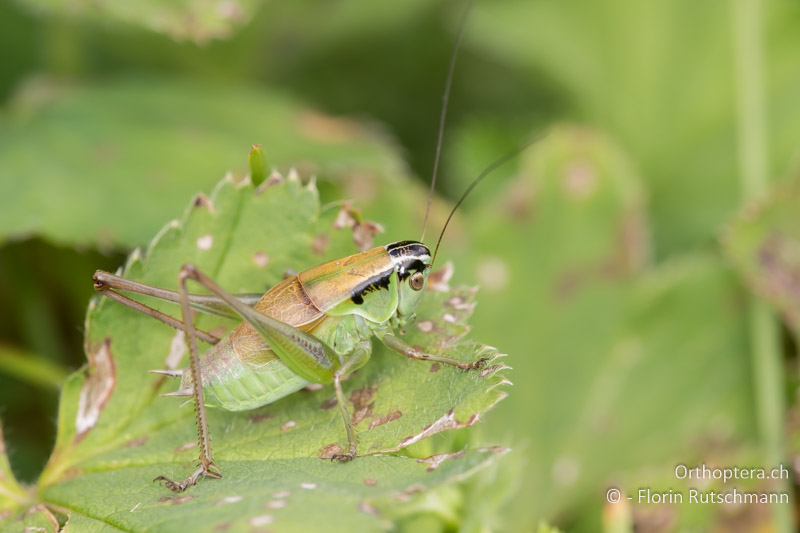 Pholidoptera frivaldszkyi ♀ - BG, Kjustendil, Rila, 05.07.2018