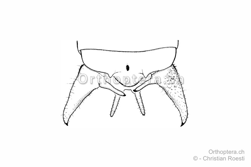 Hinterleibsende von Rhacocleis germanica ♂ mit leicht nach aussen gespreizten Cerci, damit der basale Innenzahn sichtbar wird.