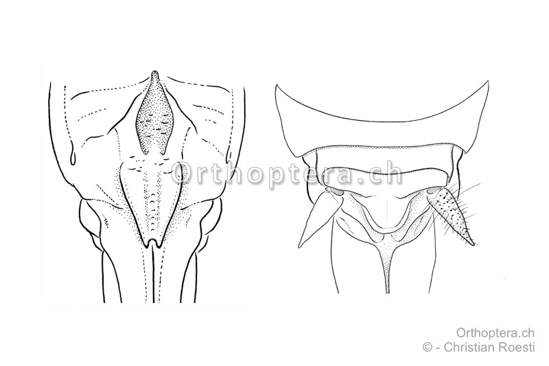 Hinterleibsenden von unten (links) und oben (rechts) von Rhacocleis germanica ♀