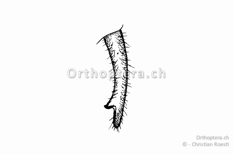 Rechter Cercus von Roeseliana azami minor ♂. Der kleine, abgerundete Innenzahn befindet sich im letzten Viertel der Cerci.