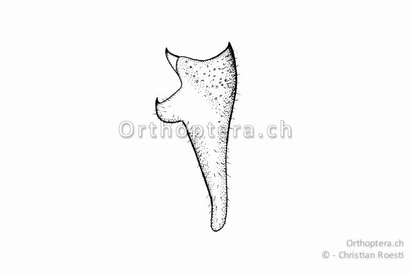 Rechter Cercus von Tettigonia caudata ♂. Der Innenzahn ist derb und die Basis ist breit.