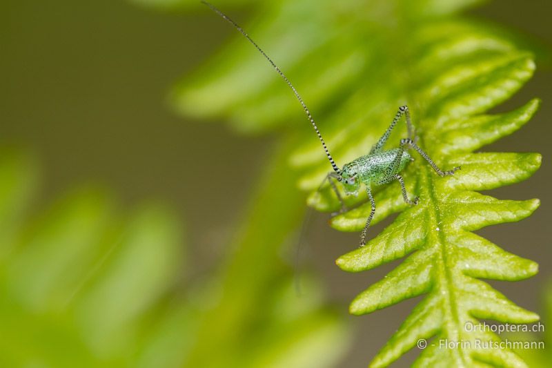 1. Larvenstadium von Leptophyes laticauda - CH, TI, Mugena, 17.05.2012
