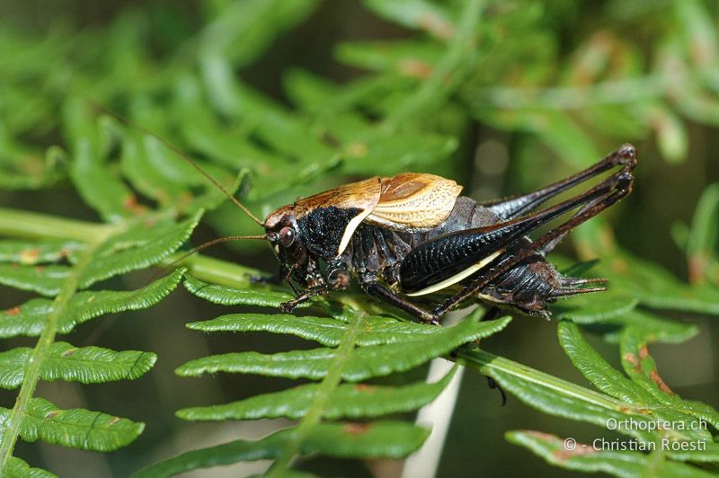 Pholidoptera aptera ♂. Die Unterseite der Hinterschenkel ist weiss gezeichnet - CH, TI, Mt. Generoso, 11.09.2006