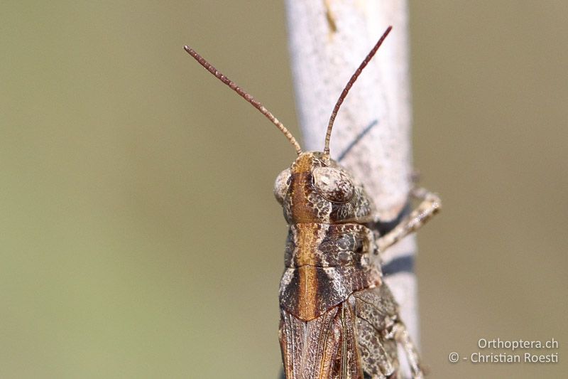 Epacromius coerulipes ♀. Die Fühlerglieder sind maximal zwei mal so lang wie breit - AT, Burgenland, Oggau am Neusiedlersee, 15.09.2016