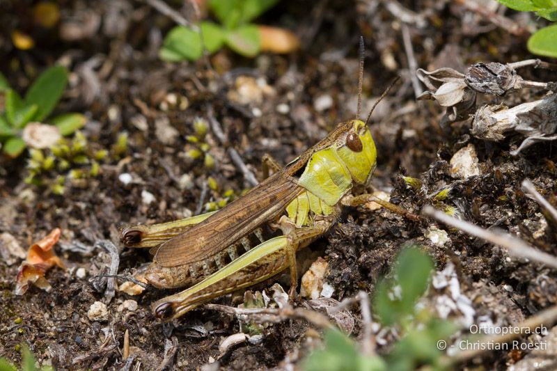 Gomphocerus sibiricus ♀ - CH, VS, Riederalp, 02.07.2011