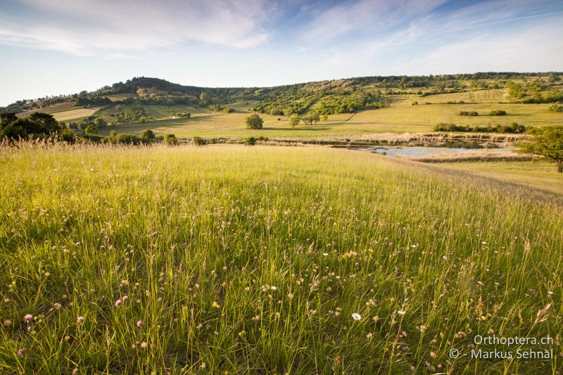 Blick auf die Rohrbacher Teichwiesen - AT, Burgenland, Rohrbach bei Mattersburg, 28.05.2015