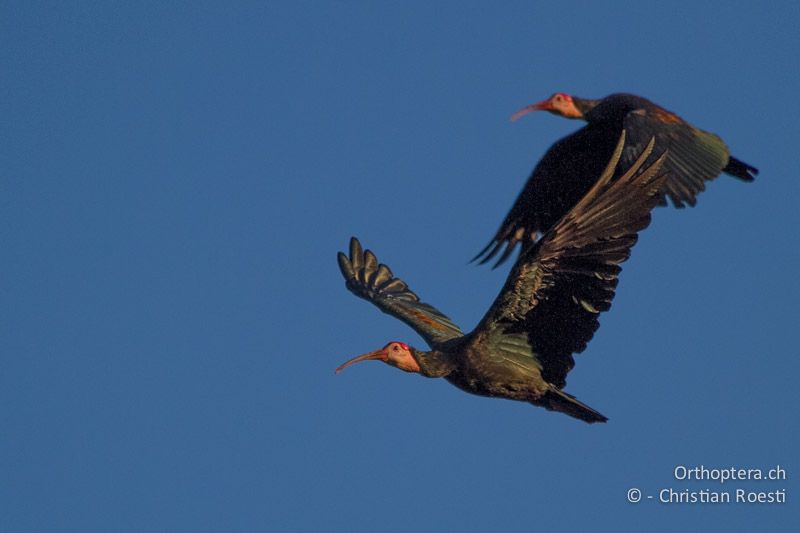 Southern bald Ibis (Geronticus calvus) - SA, Mpumalanga, Dullstroom, Field & Stream Lodge, 13.01.2015