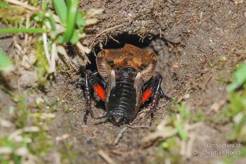 Singendes ♂ von Gryllus campestris von hinten. Die roten Unterseiten der Hinterschenkel sind deutlich sichtbar - CH, BE, Iliswil, 25.05.2008