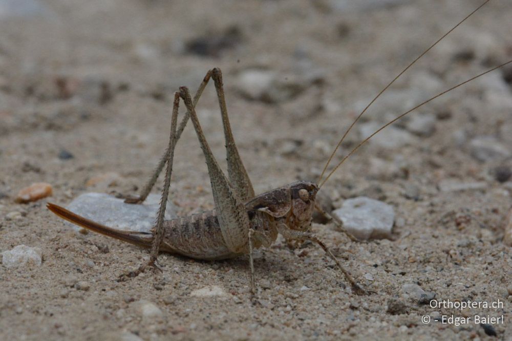Rhacocleis germanica ♀ - BG, Blagoewgrad, Rupite, 13.07.2018