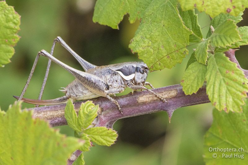 Pholidoptera femorata ♀ - GR, Zentralmakedonien, Alonia, 15.07.2017