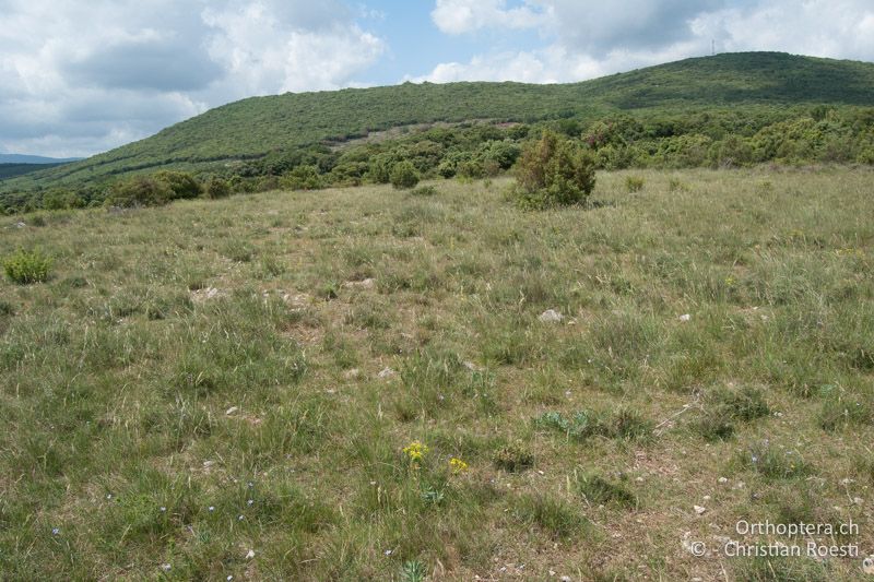 Typische französische Garrigue mit beweideter Lichtung auf karstigem Untergrund - FR, Hérault, Notre-Dame-de-Londres, 30.05.2009