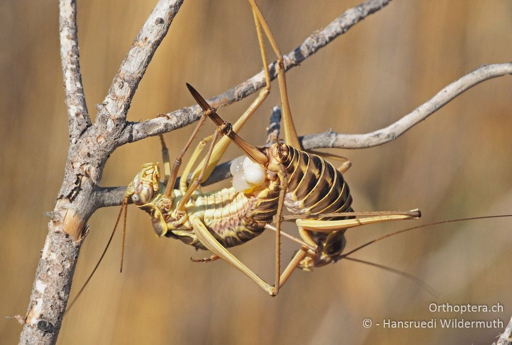 Ephippiger discoidalis-Paarung mit Spermatophorenabgabe - HR, Istrien, Premantura, 22.07.2015
