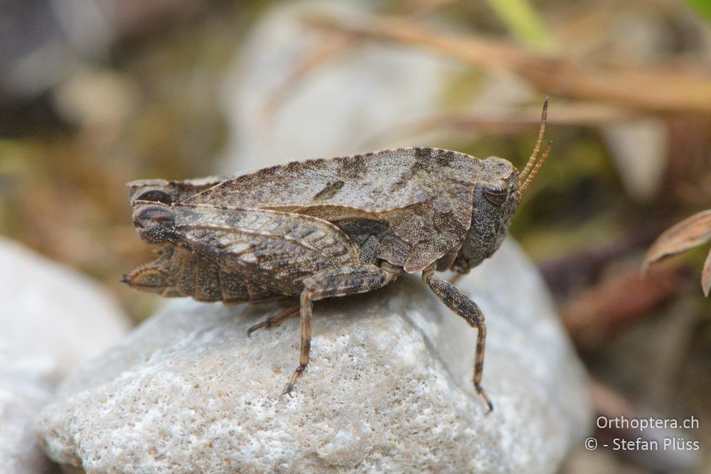 ♀ von Tetrix bipunctata - HR, Istrien, Račja Vas 25.06.2016