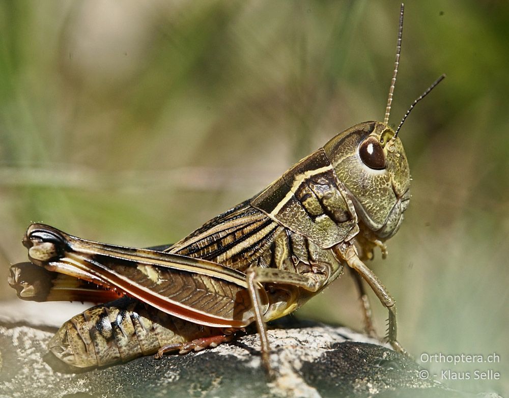 Höckerschrecke Arcyptera brevipennis brevipennis - HR, Cres, Predošćica, 21.06.2016